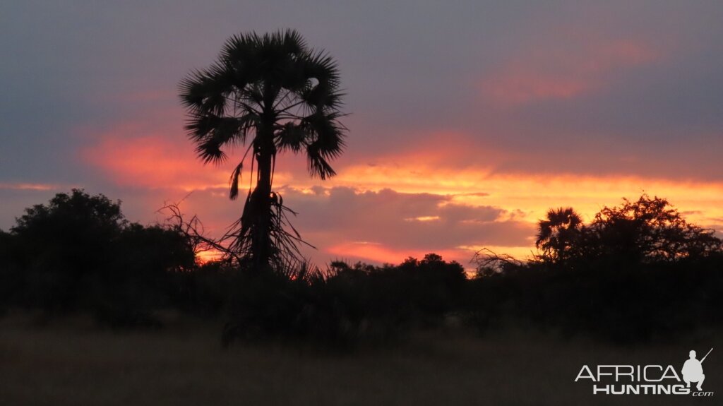 Sunset with palms