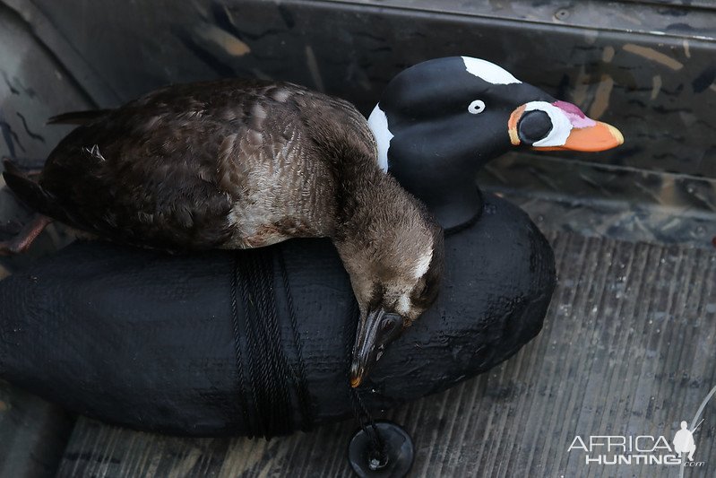 Surf Scoter Hunting