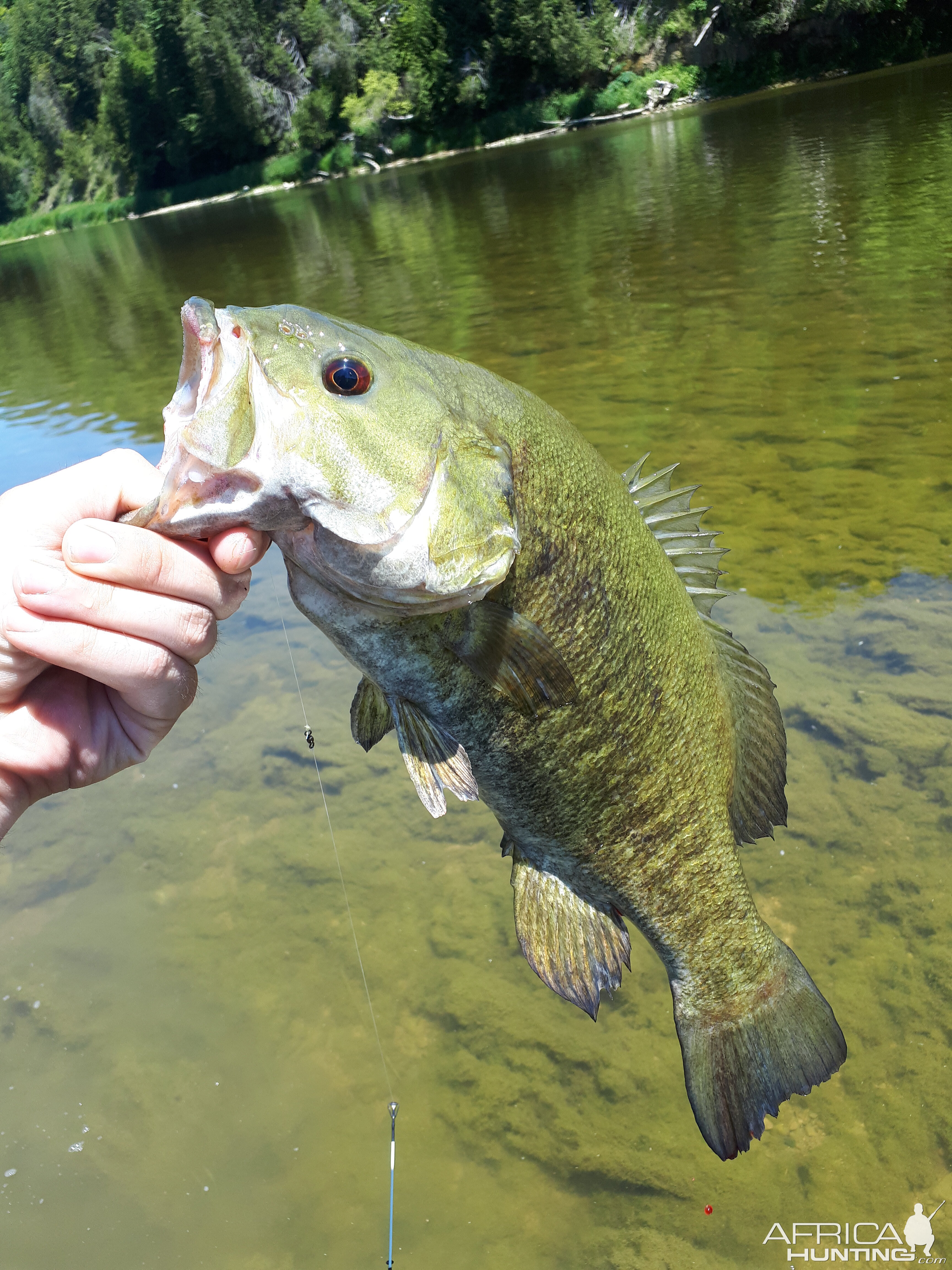 SW Ontario Canada Fly Fishing River Bass