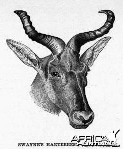 Swayne's Hartebeest