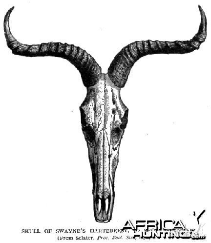 Swayne's Hartebeest