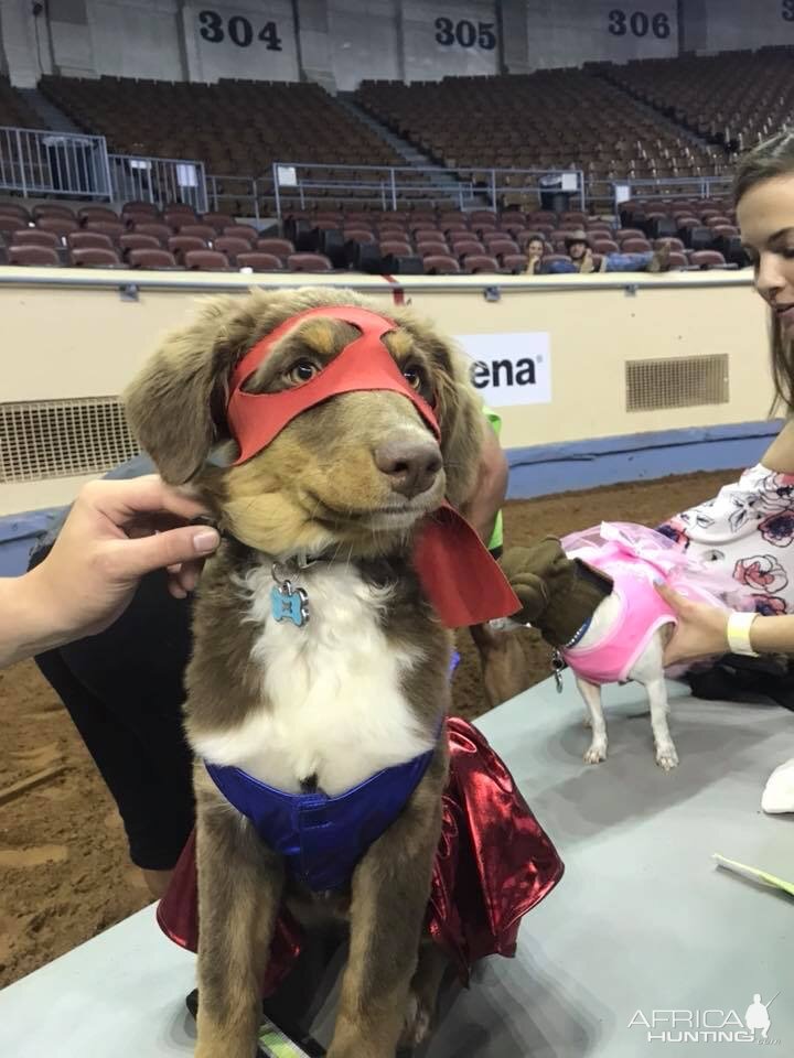 Sydney’s pup won the costume contest as wonderwomen