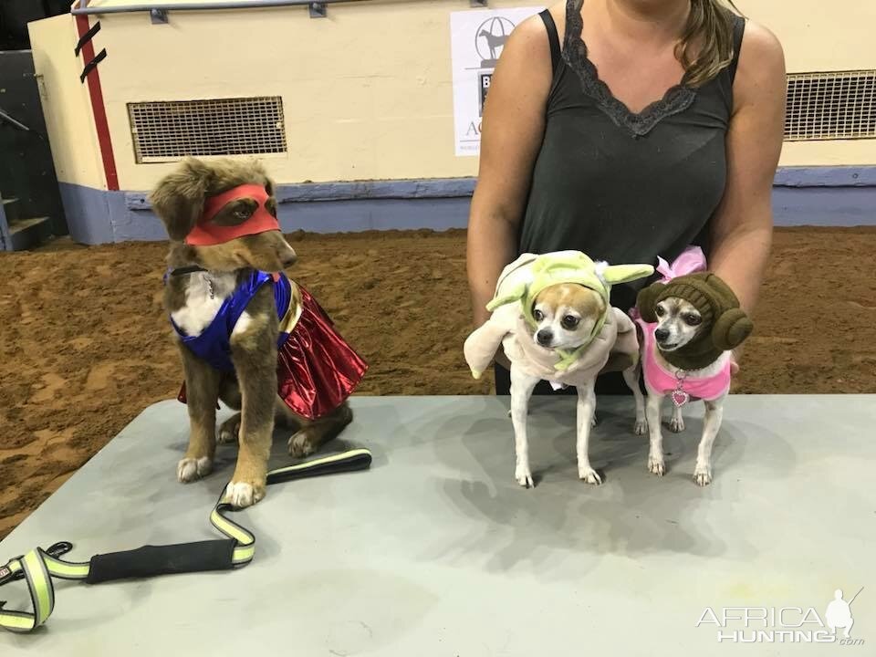 Sydney’s pup won the costume contest as wonderwomen