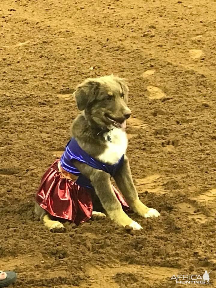 Sydney’s pup won the costume contest as wonderwomen