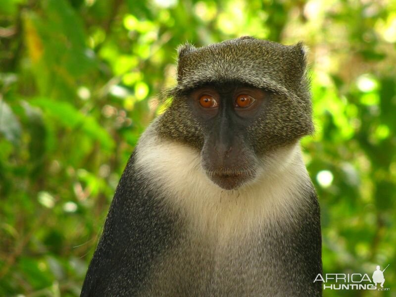 Syke's Monkey