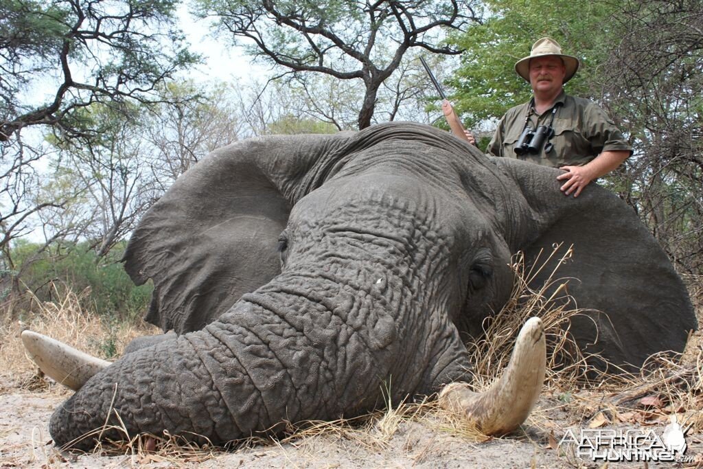 Symmetrical 63 x 63 lbs Elephant hunted in the Caprivi Namibia