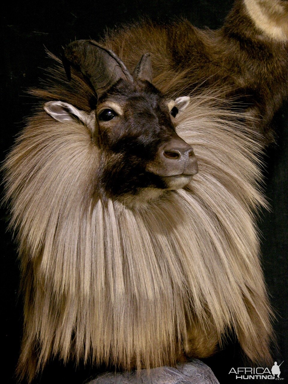 Tahr & Chamois Pedestal Mount Taxidermy