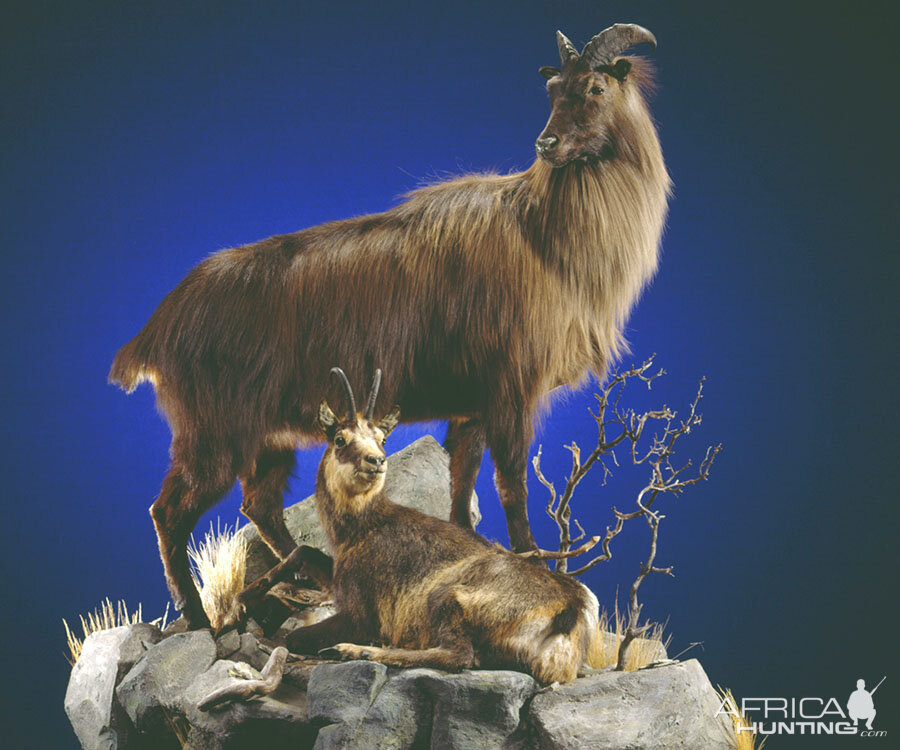 Tahr Full Mount Taxidermy