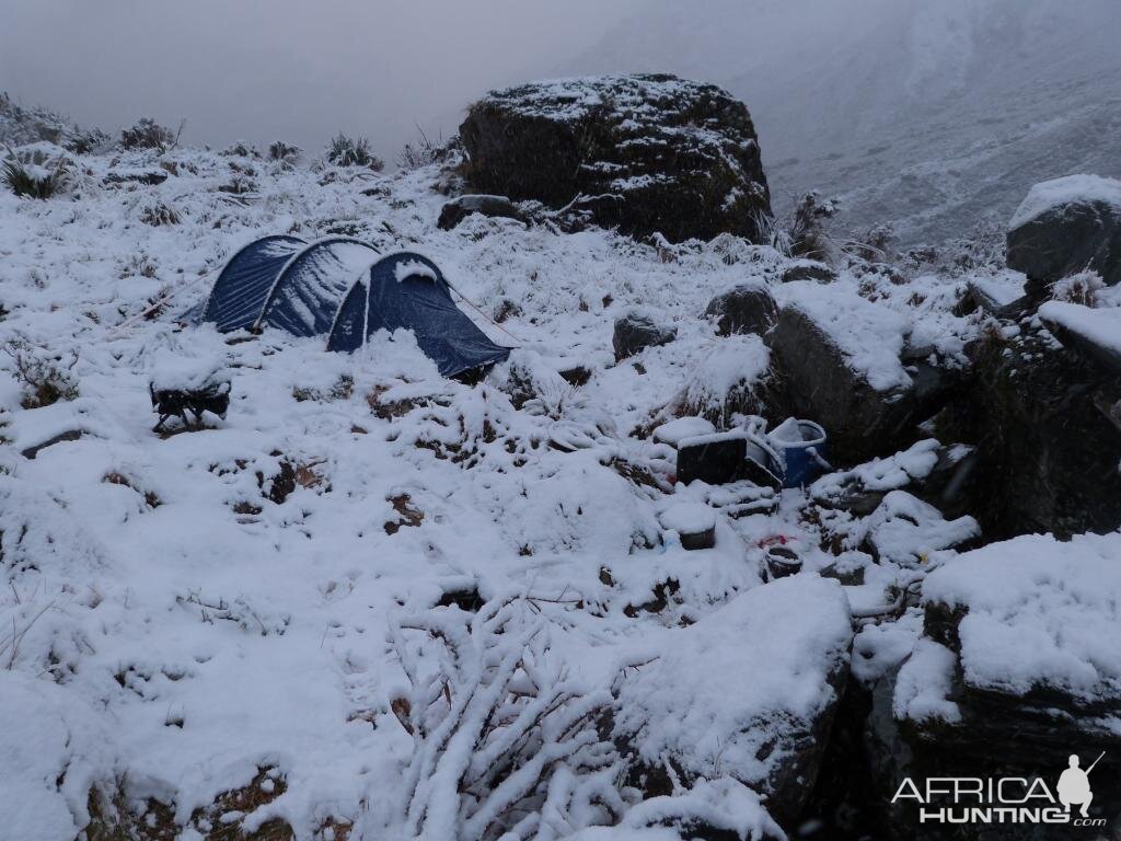 Tahr Hunt