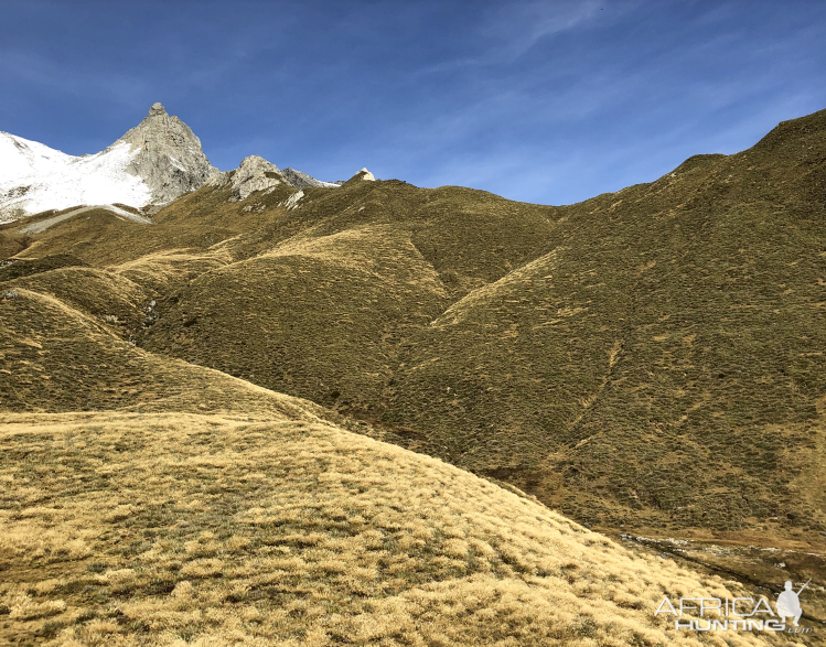 Tahr Hunting New Zealand