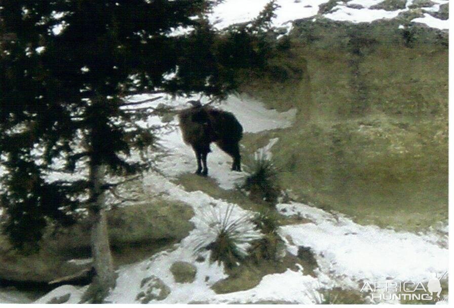 tahr in wild