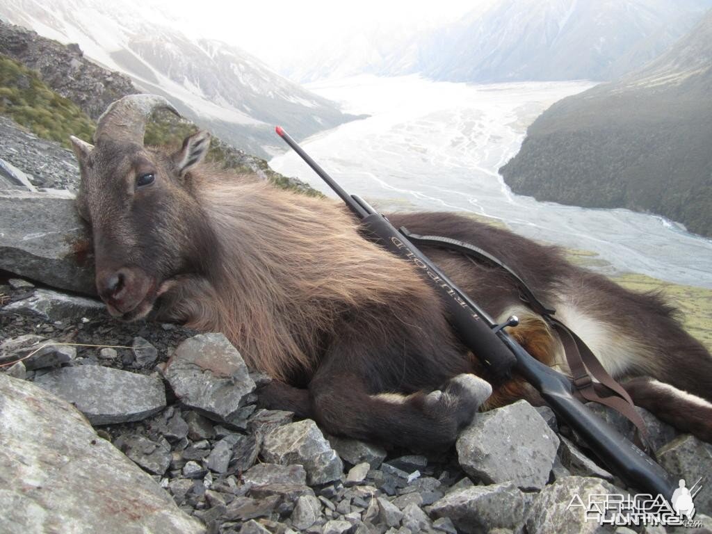 Tahr