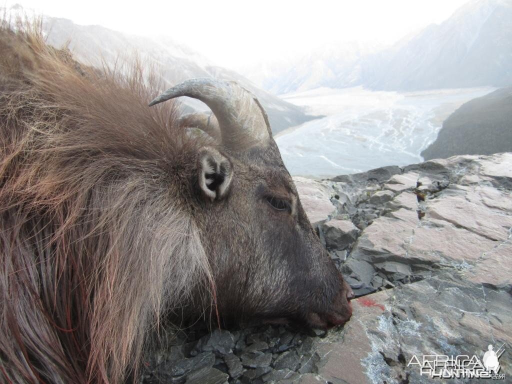 Tahr