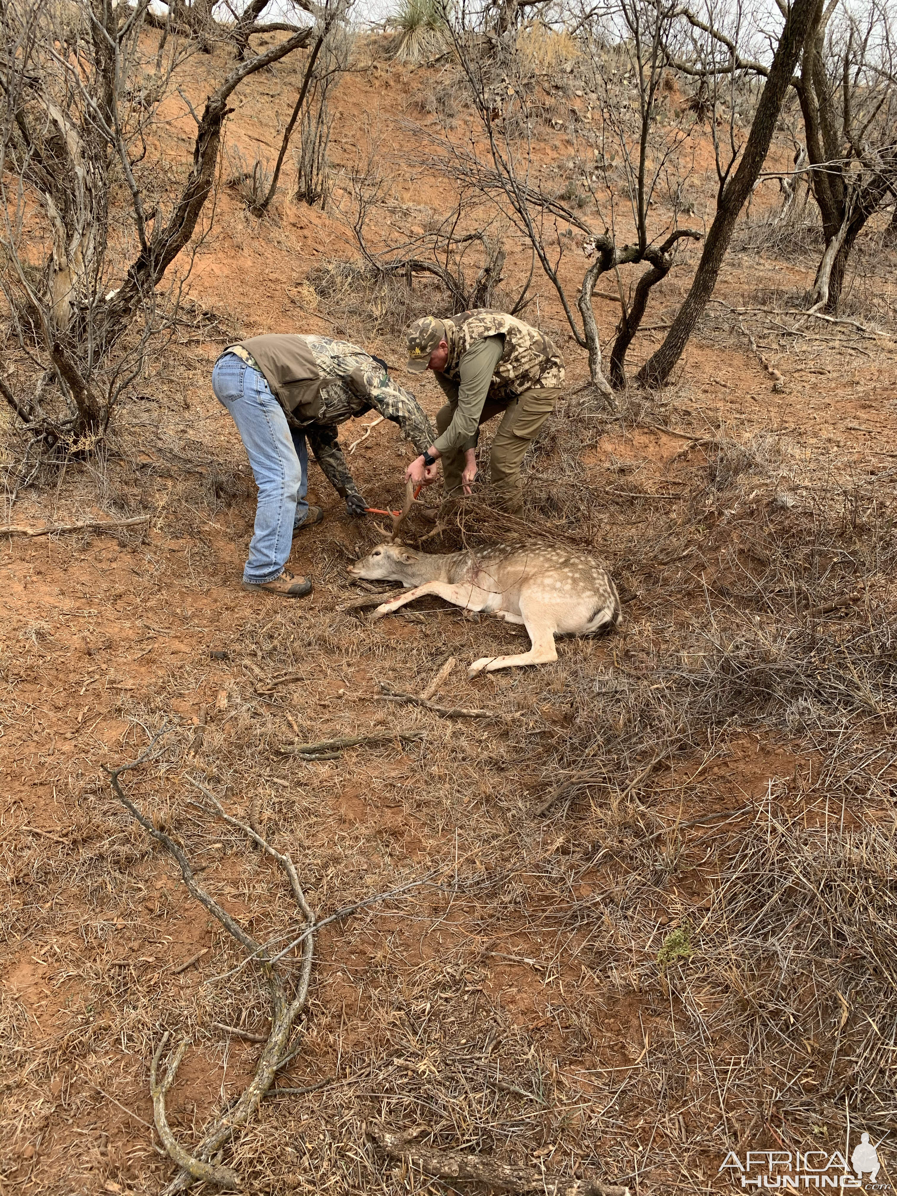 Tanquilizing Fallow Deer