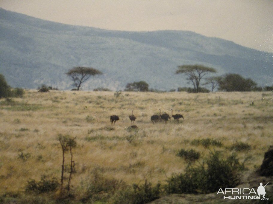 Tanzania 1985