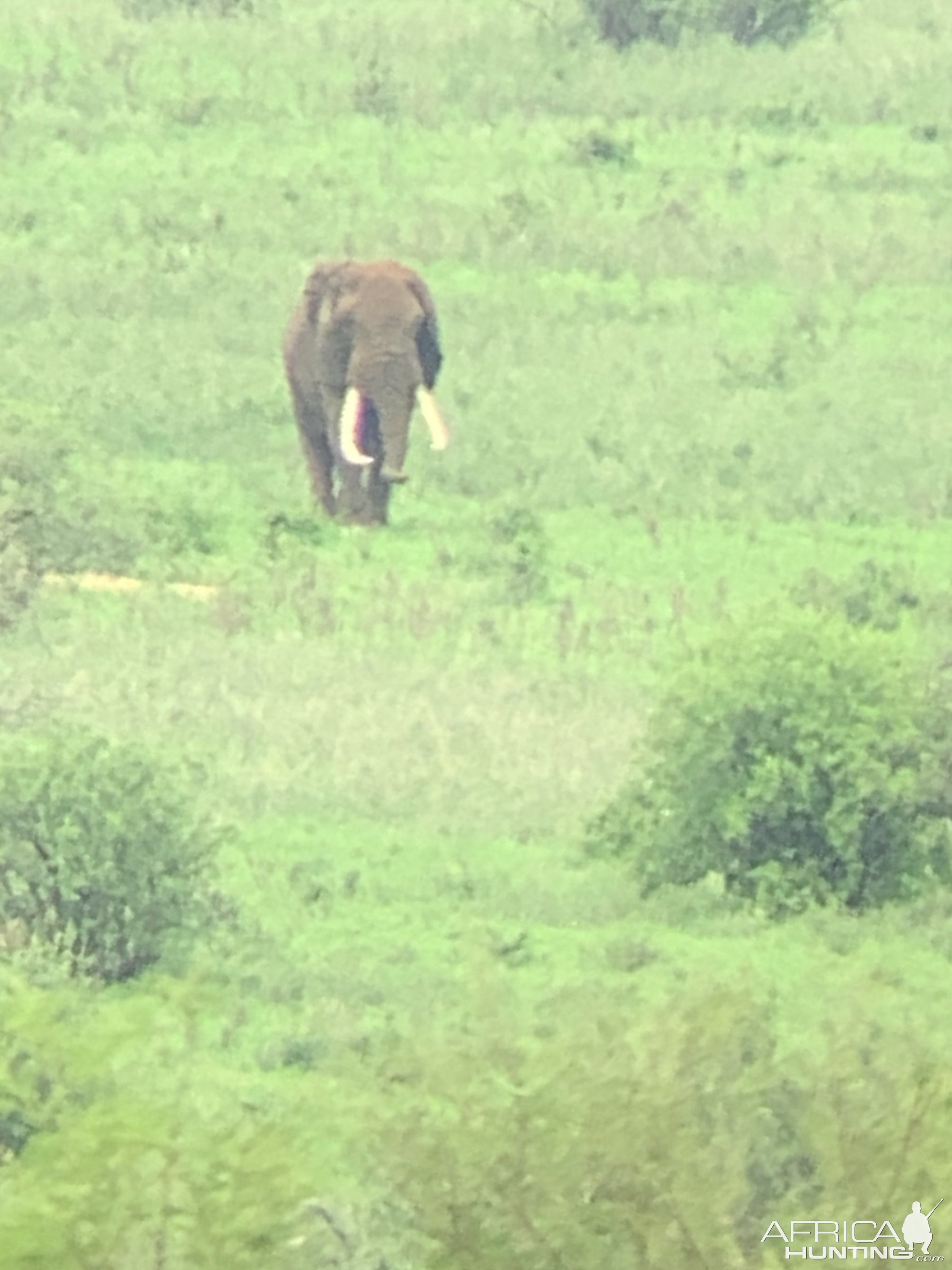 Tanzania Elephant Bull