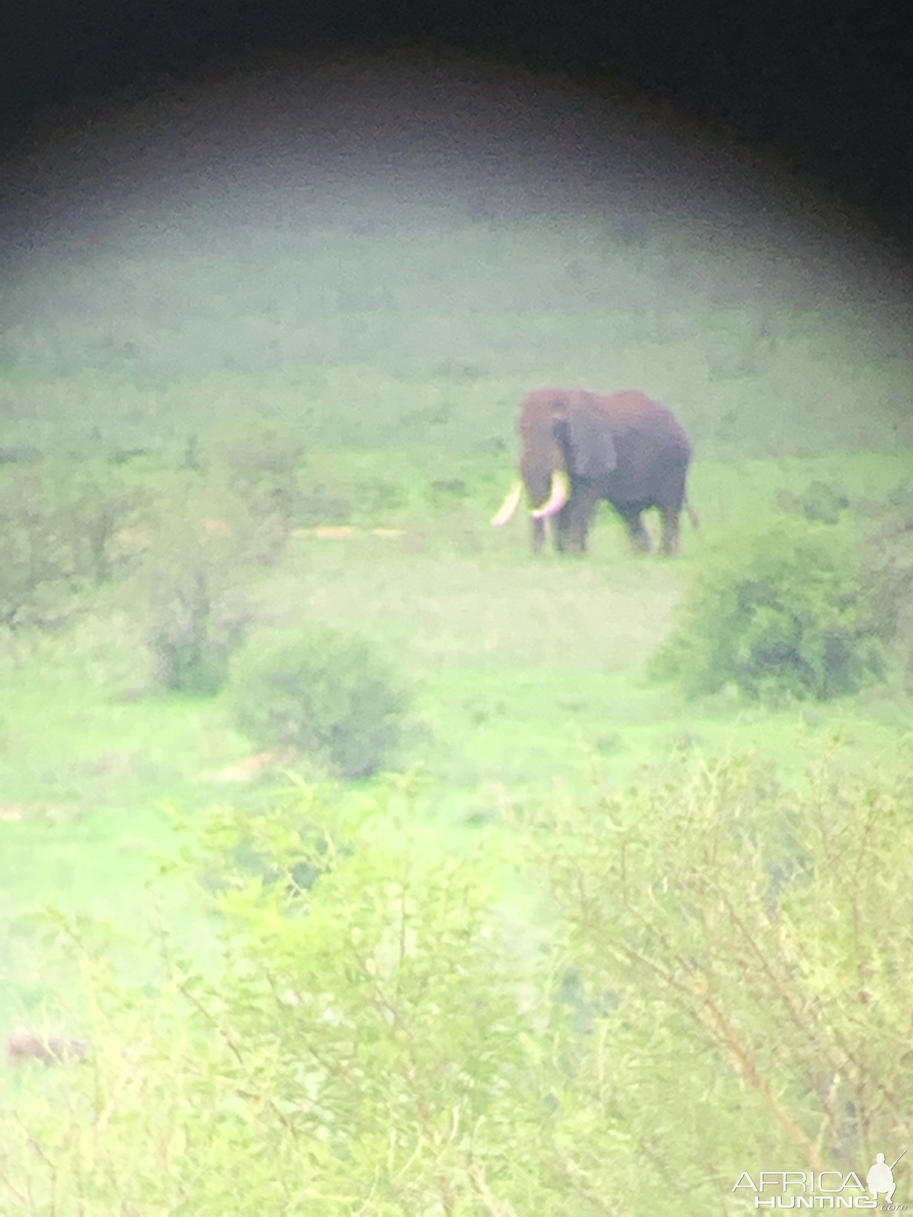 Tanzania Elephant Bull