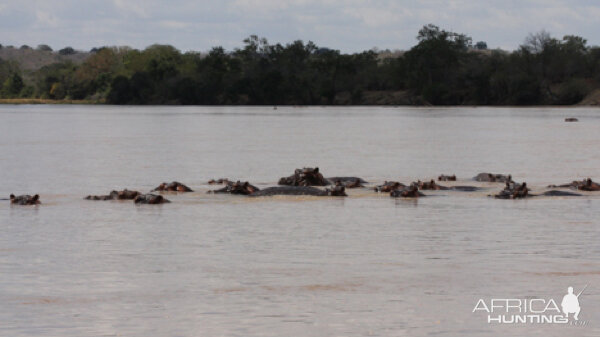 Tanzania Hippo