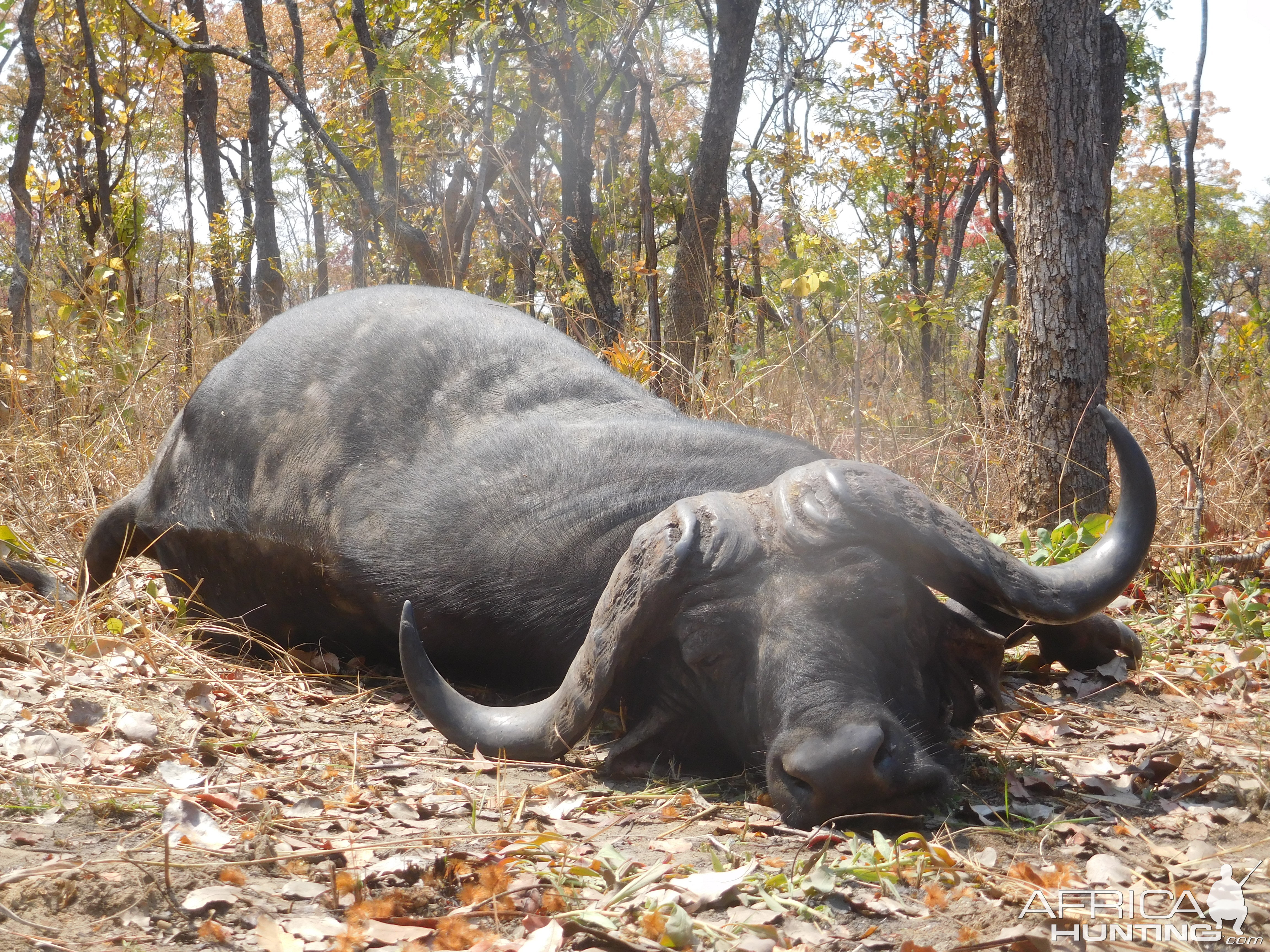 Tanzania Hunt Cape Buffalo