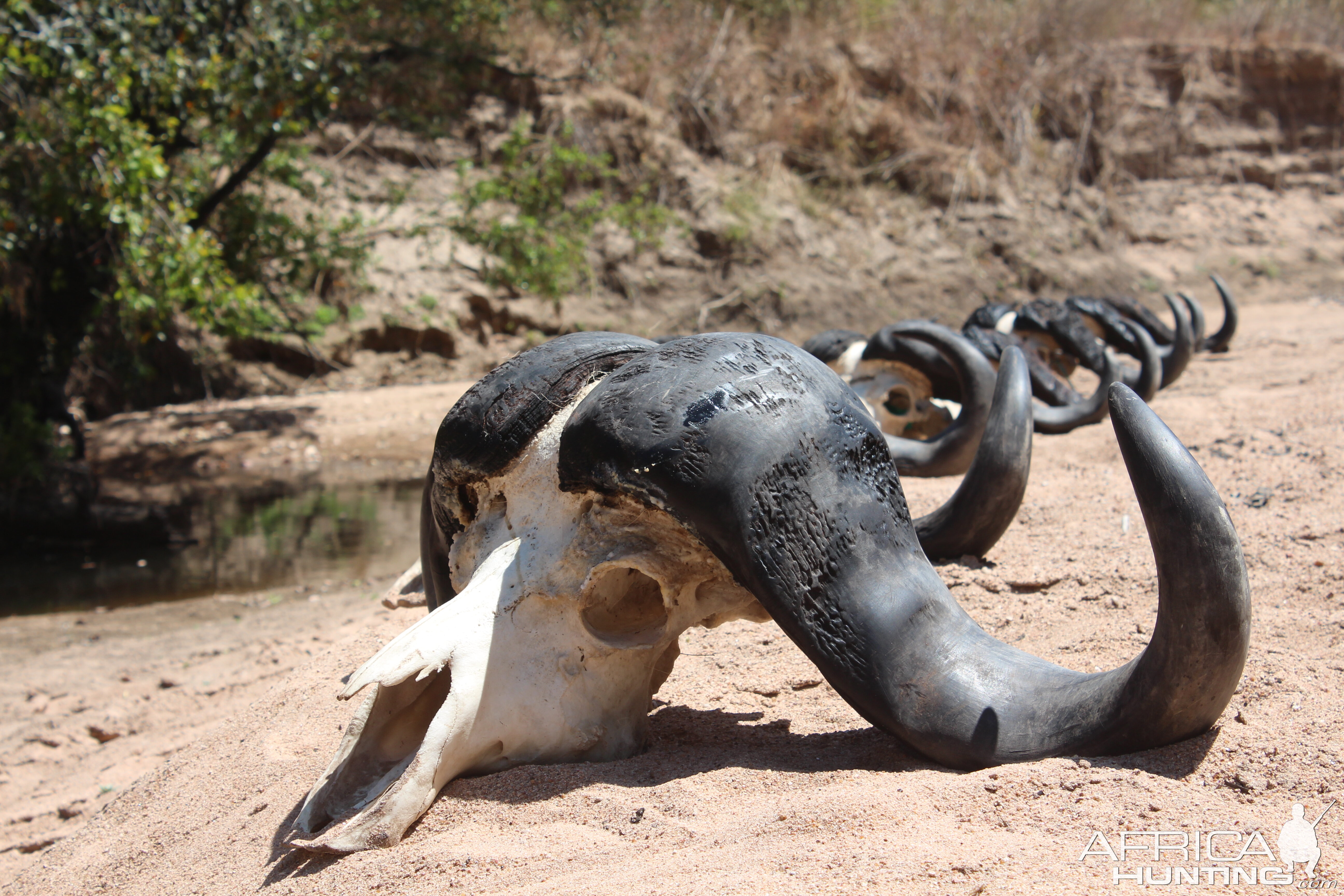 Tanzania Hunt Cape Buffalo