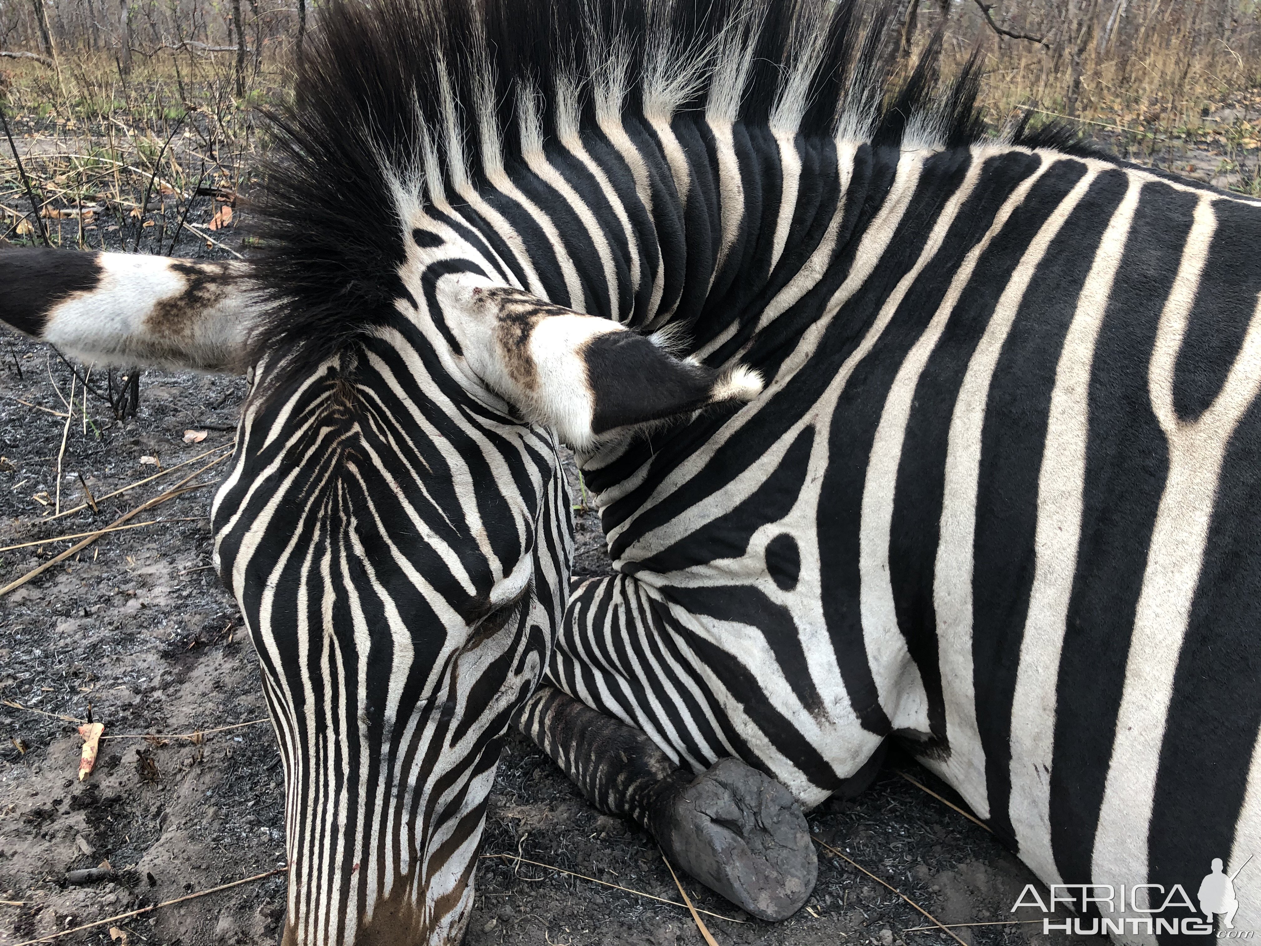 Tanzania Hunt Crawshay's Zebra