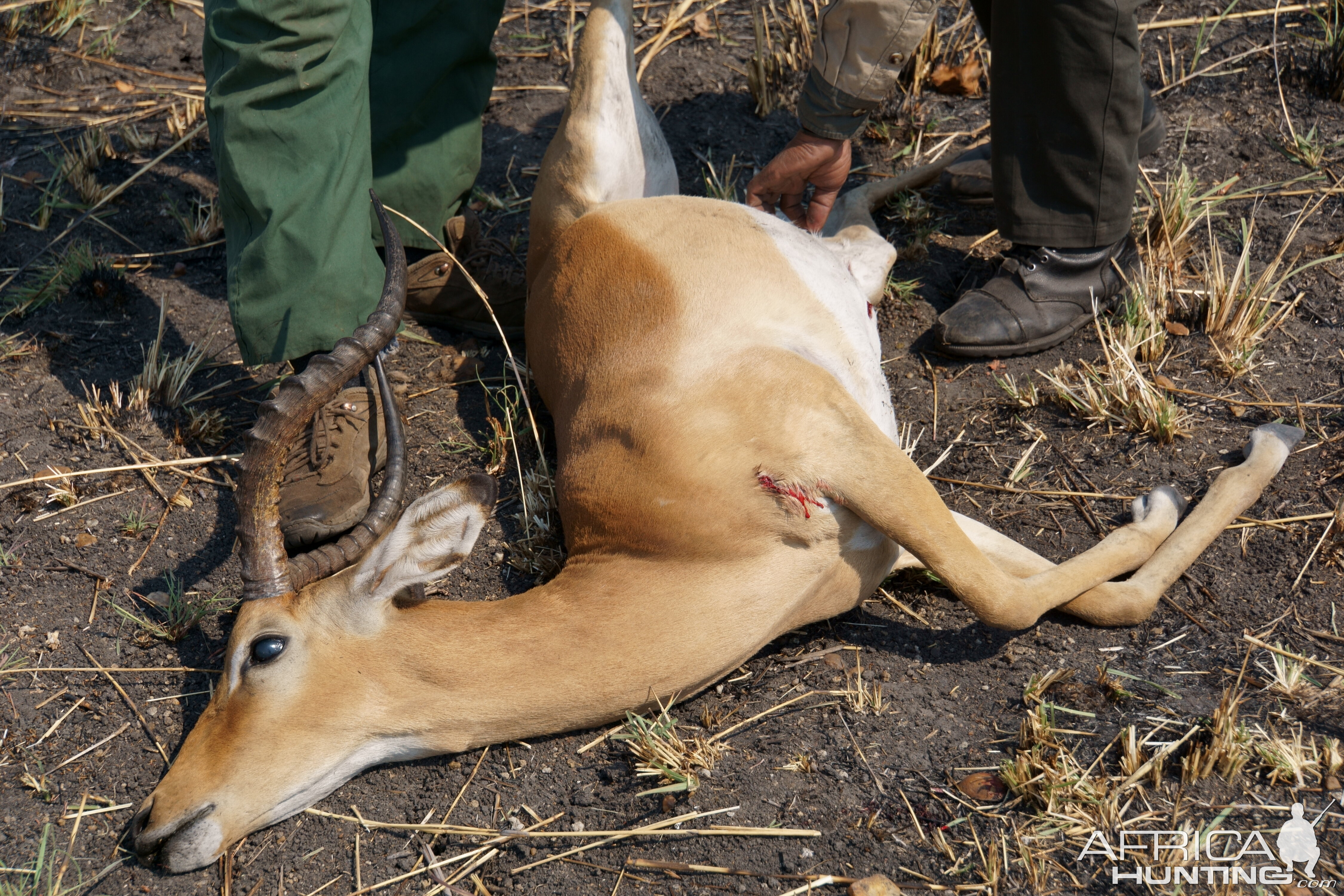 Tanzania Hunt Impala