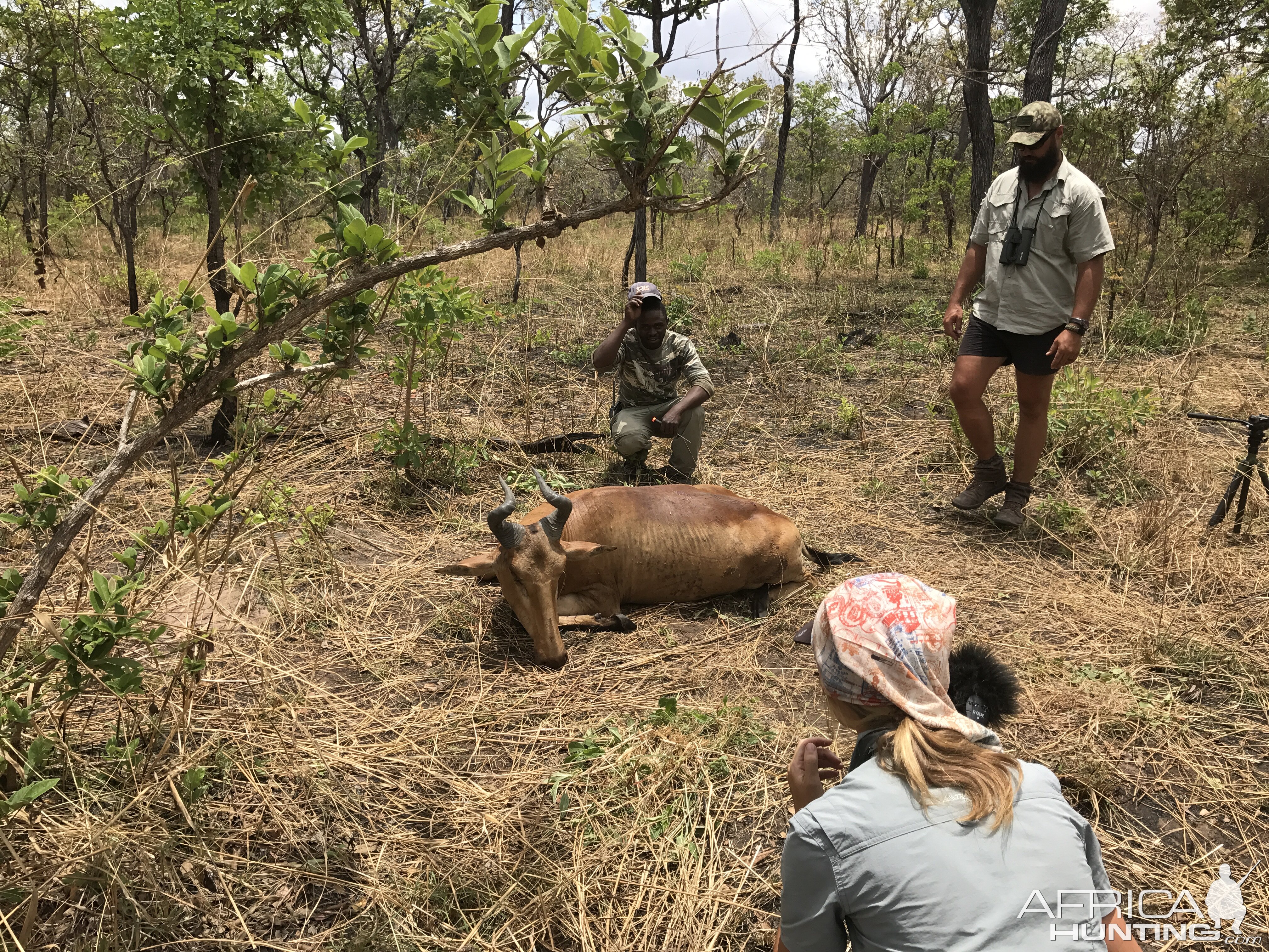 Tanzania Hunt Western Hartebeest