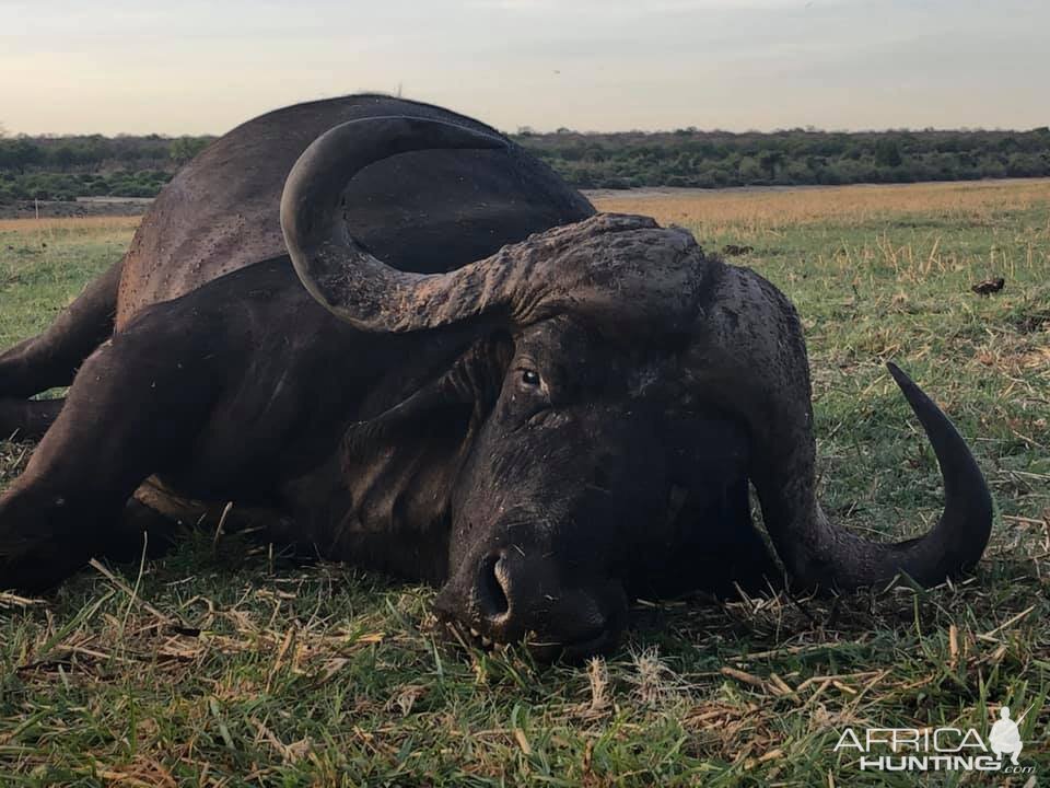 Tanzania Hunting Buffalo