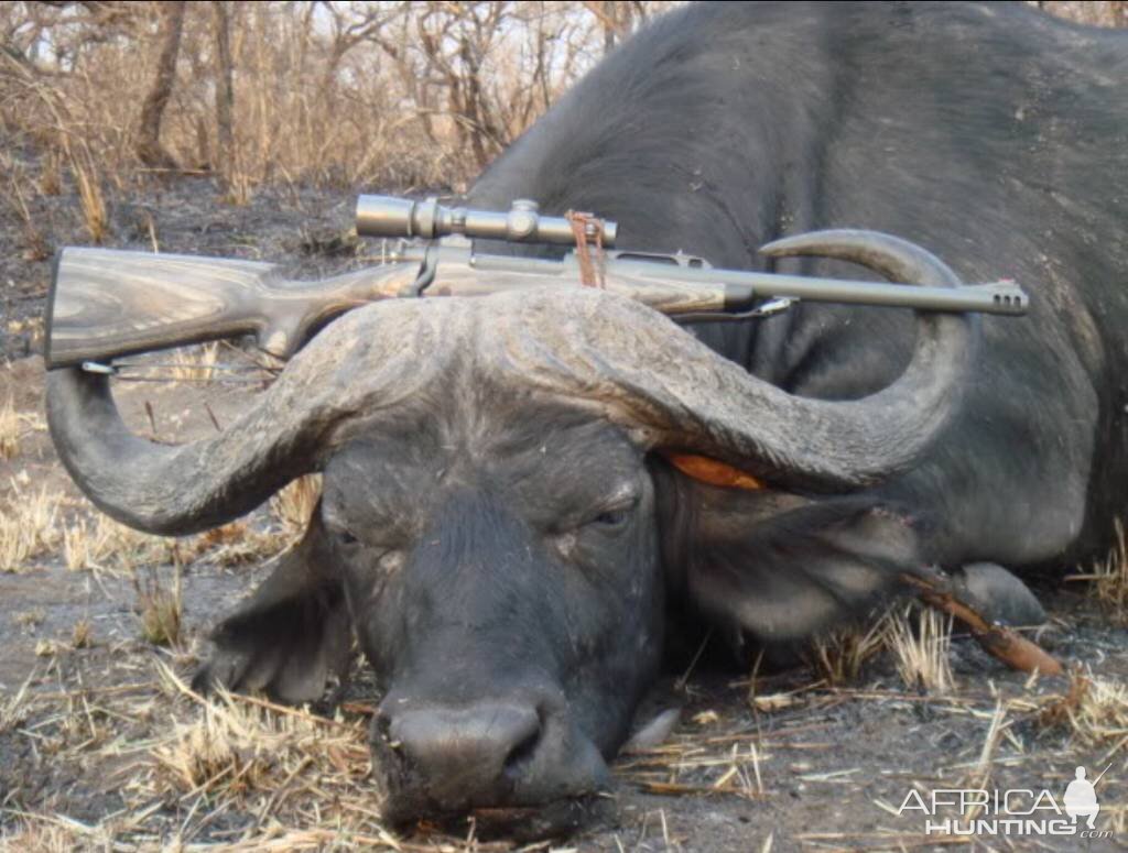 Tanzania Hunting Buffalo