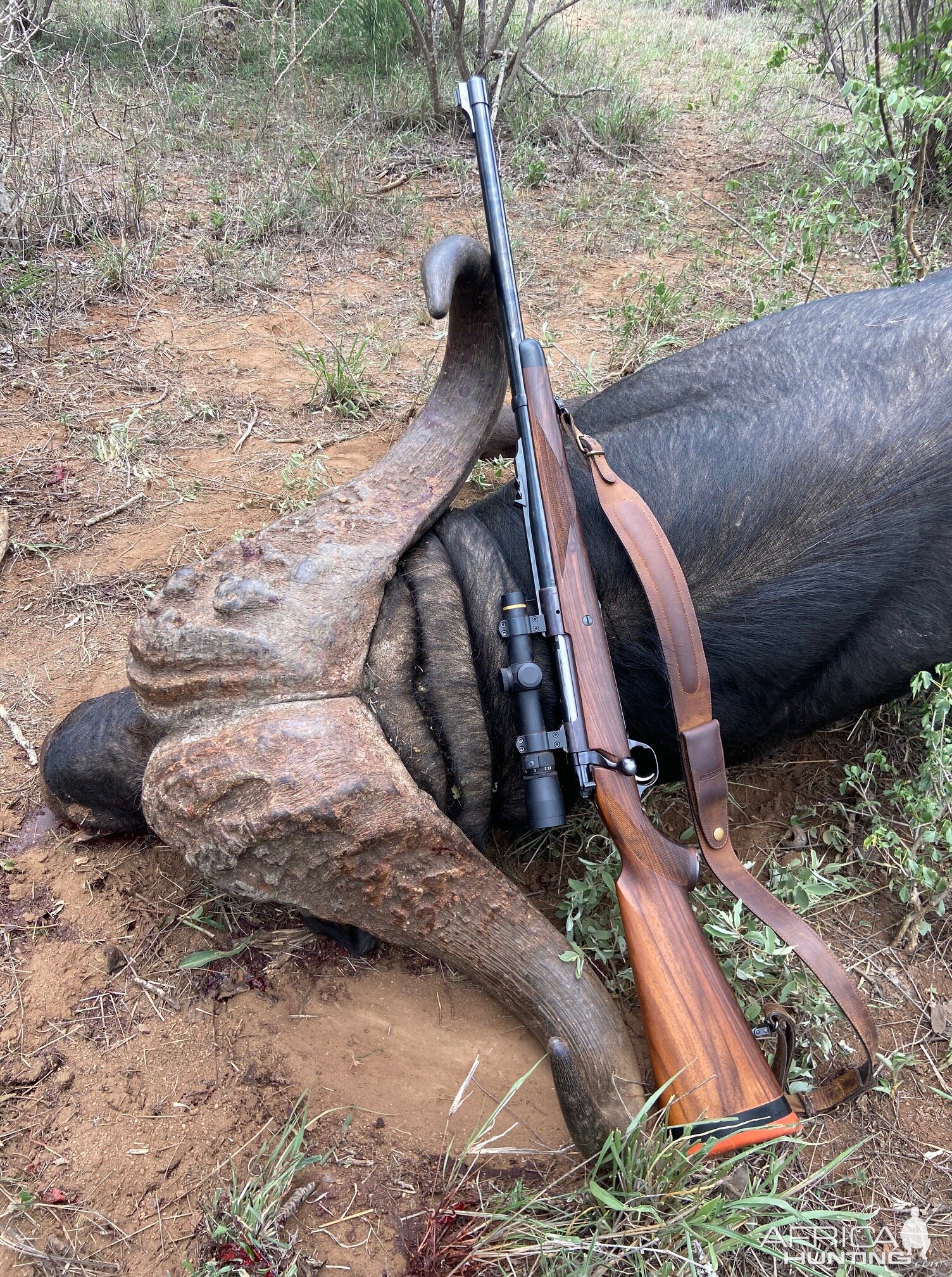 Tanzania Hunting Buffalo