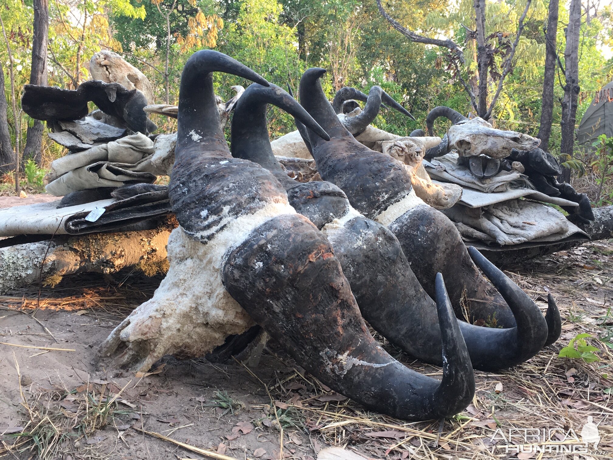 Tanzania Hunting Cape Buffalo