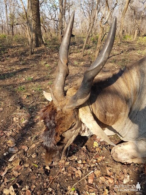 Tanzania Hunting Eland