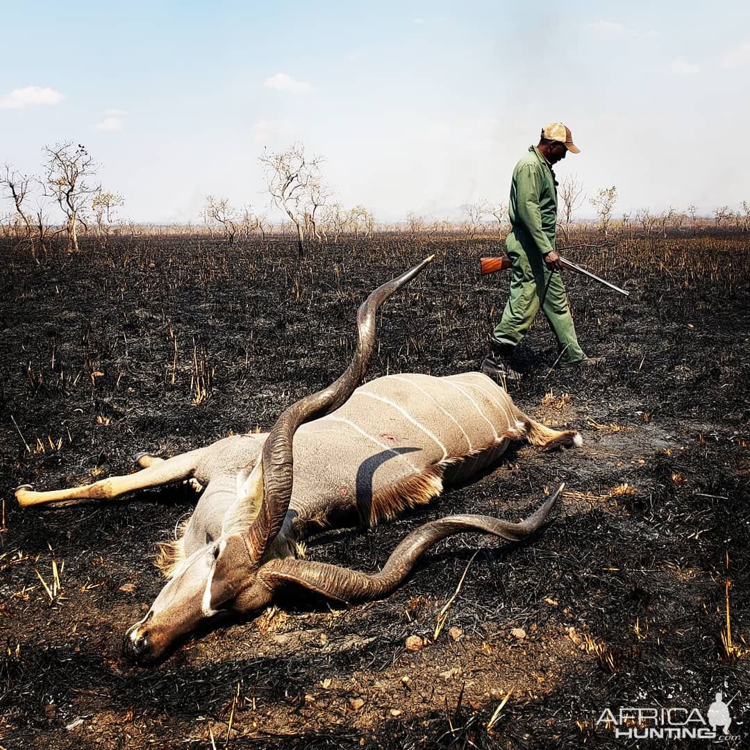 Tanzania Hunting Kudu