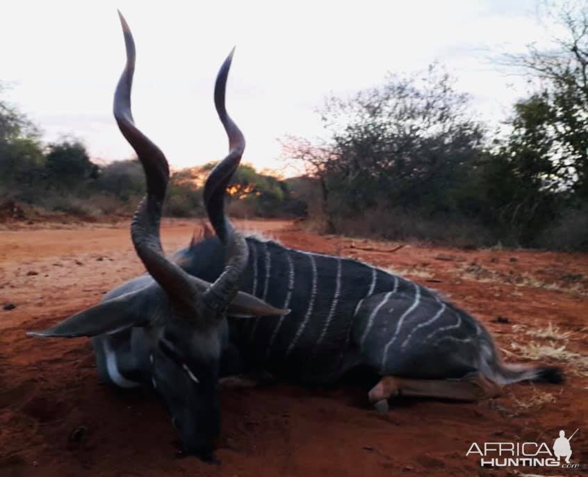 Tanzania Hunting Lesser Kudu