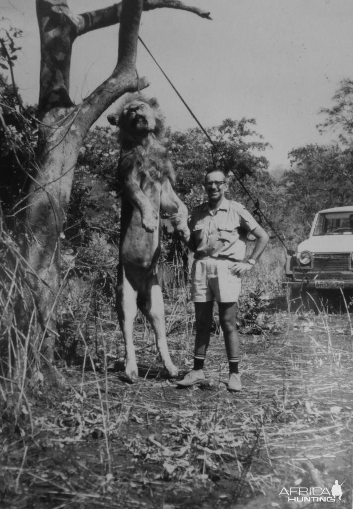 Tanzania Hunting Lion