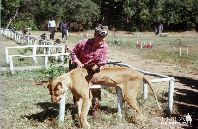 Tanzania Hunting Lioness during 60's