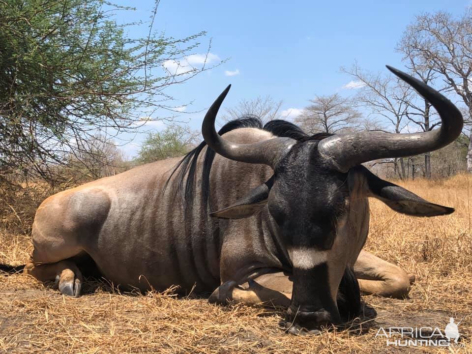 Tanzania Hunting Niassa Wildebeest