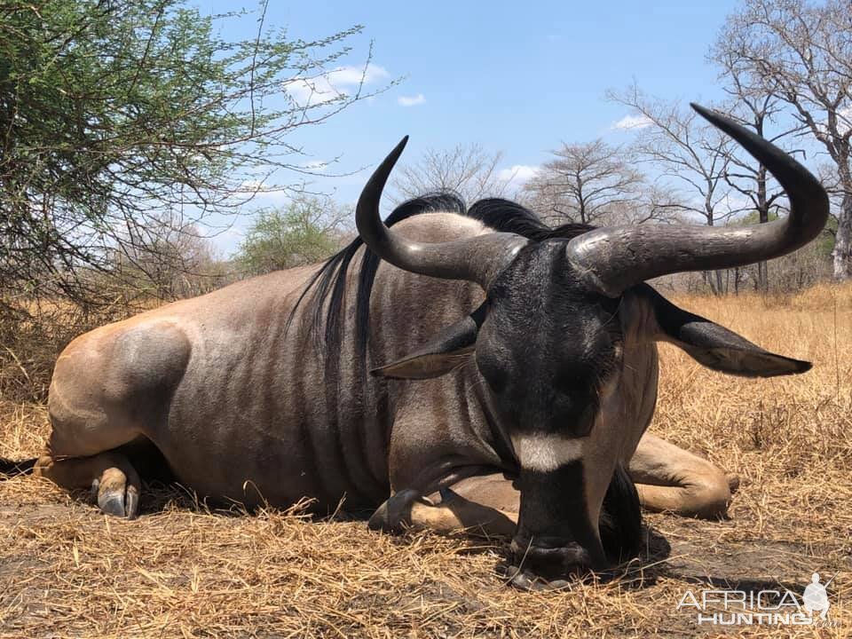 Tanzania Hunting Nyasa Wildebeest