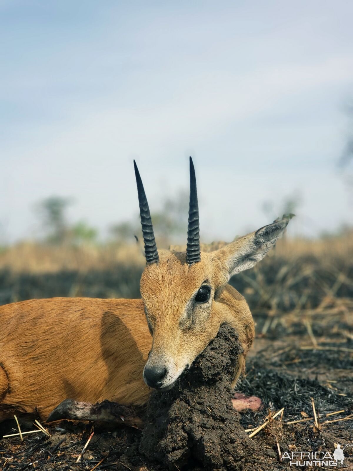 Tanzania Hunting Oribi