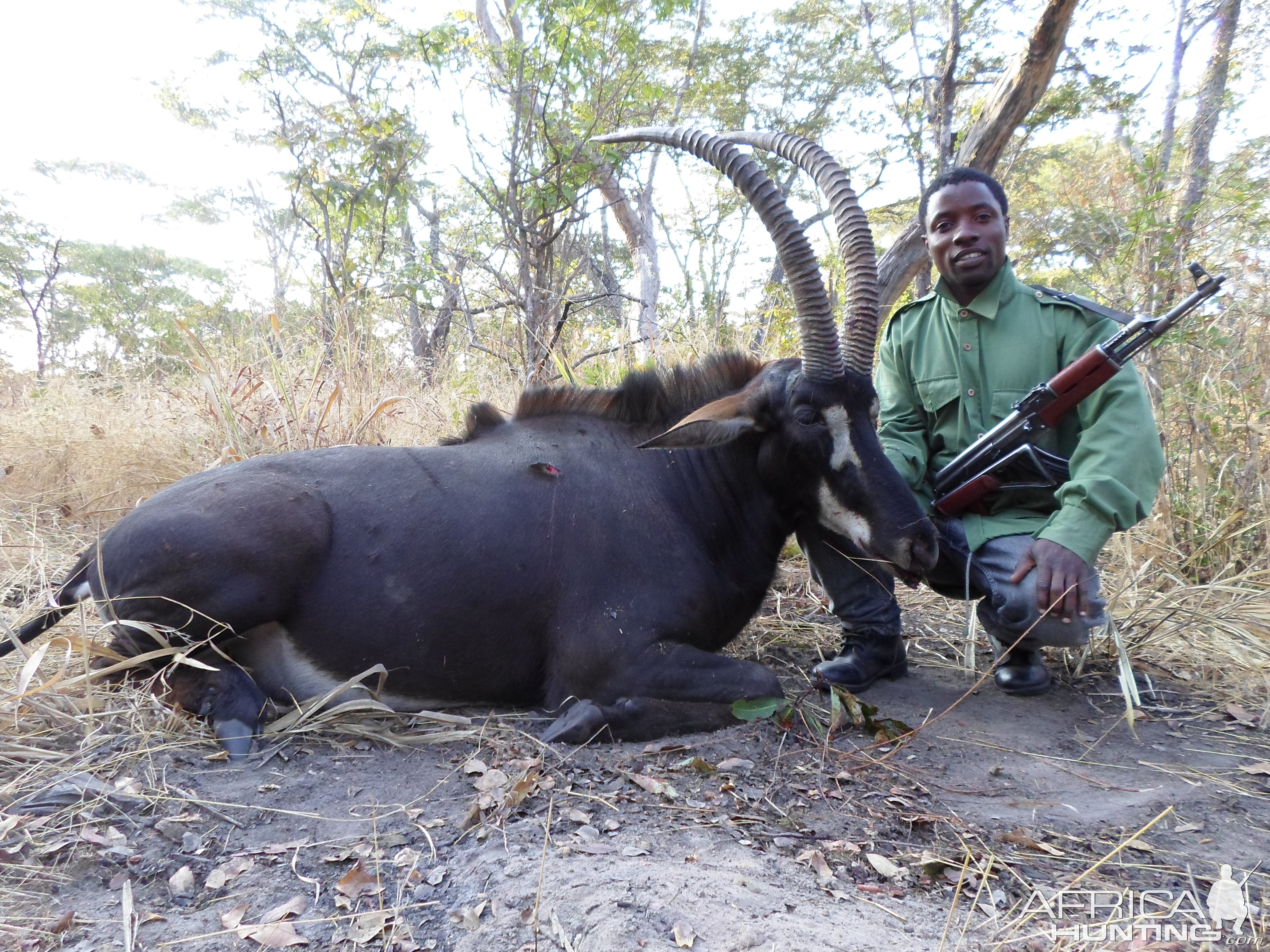 Tanzania Hunting Sable Antelope