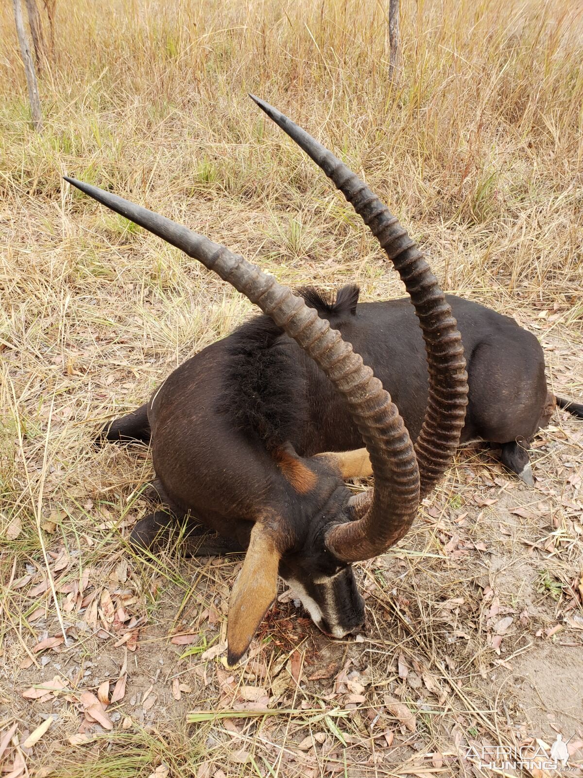 Tanzania Hunting Sable Antelope