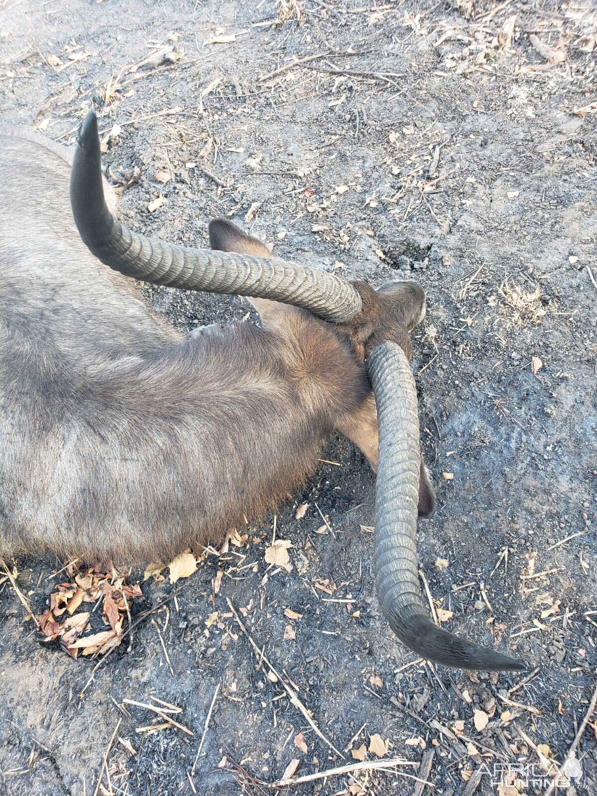 Tanzania Hunting Waterbuck