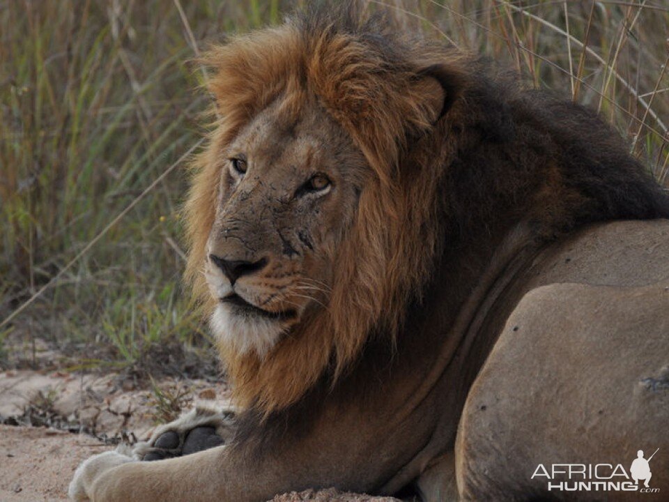 Tanzania Lion