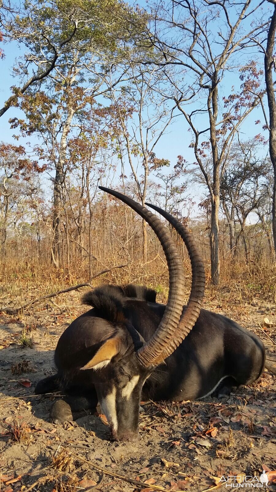 Tanzania Sable Hunt