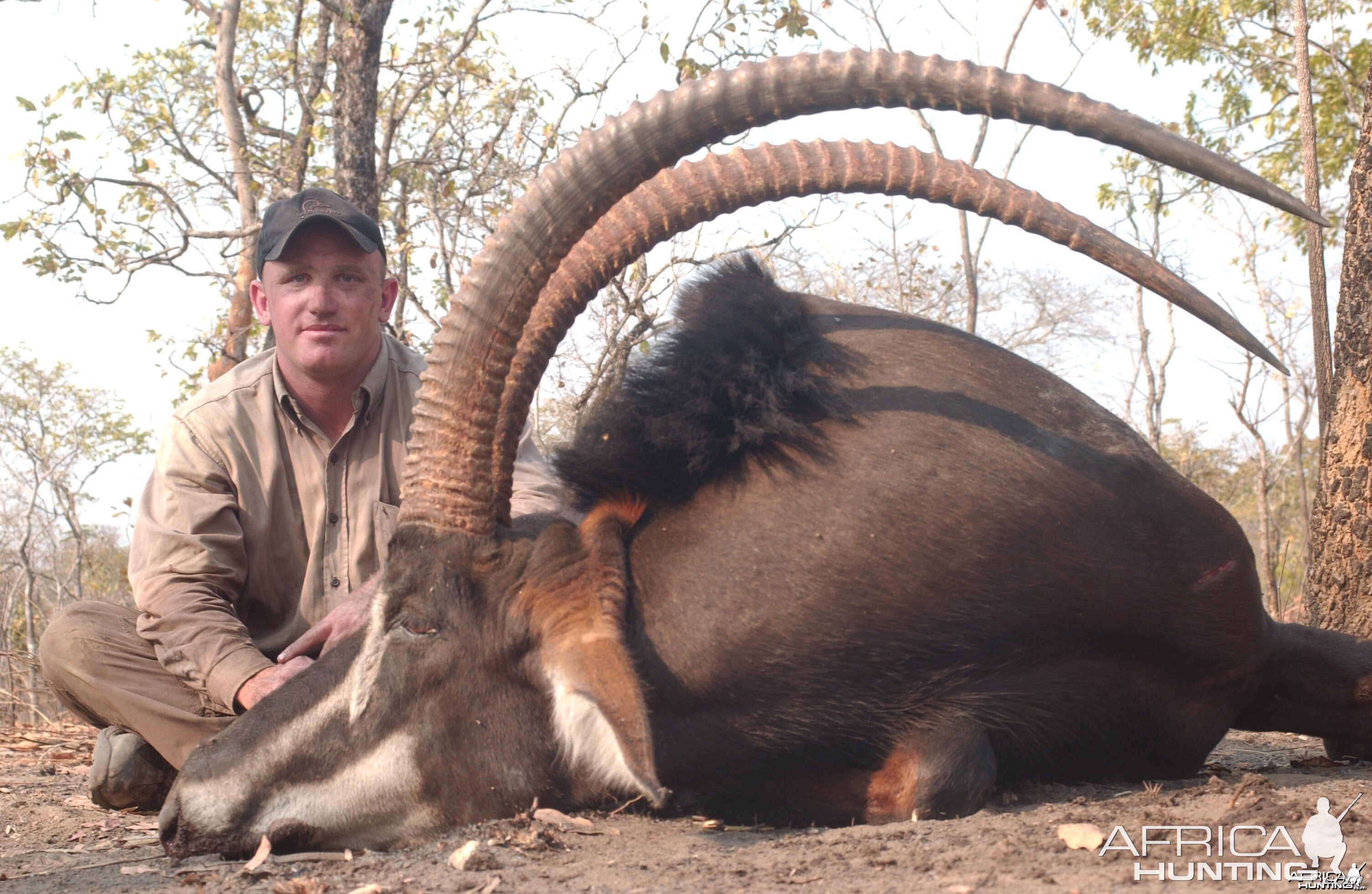 Tanzania Sable