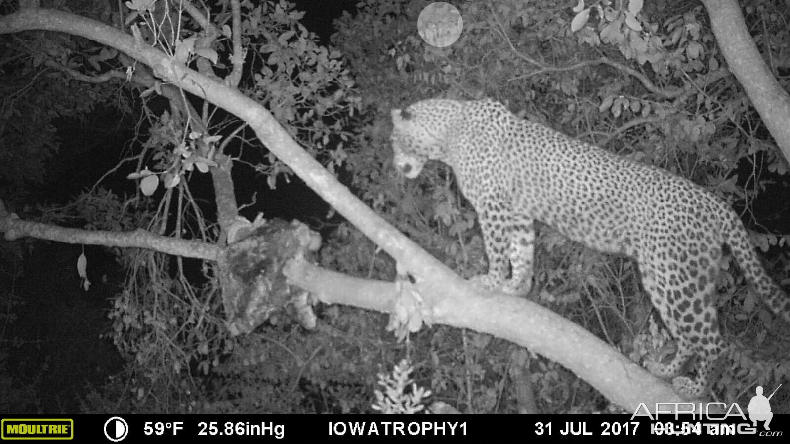 Tanzania Trail Cam Leopard