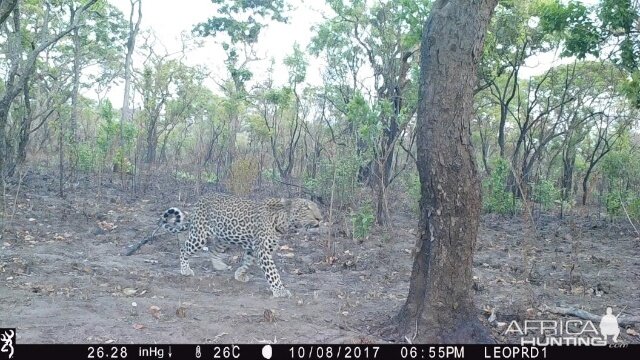 Tanzania Trail Cam Leopard