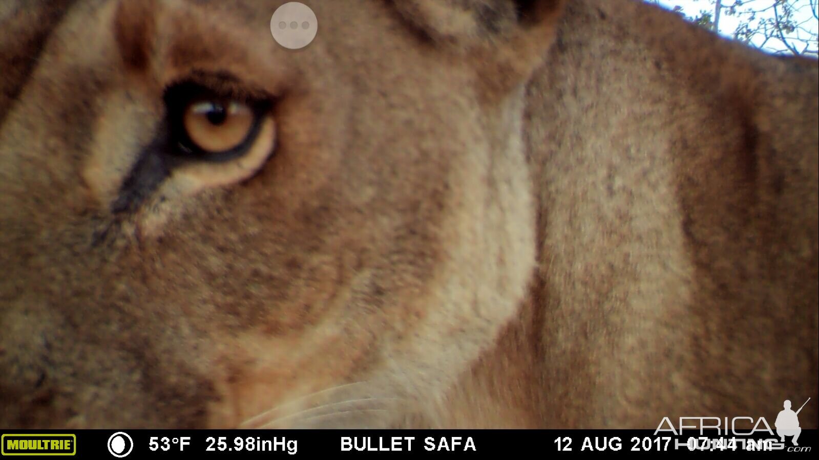 Tanzania Trail Cam Lion Close Up