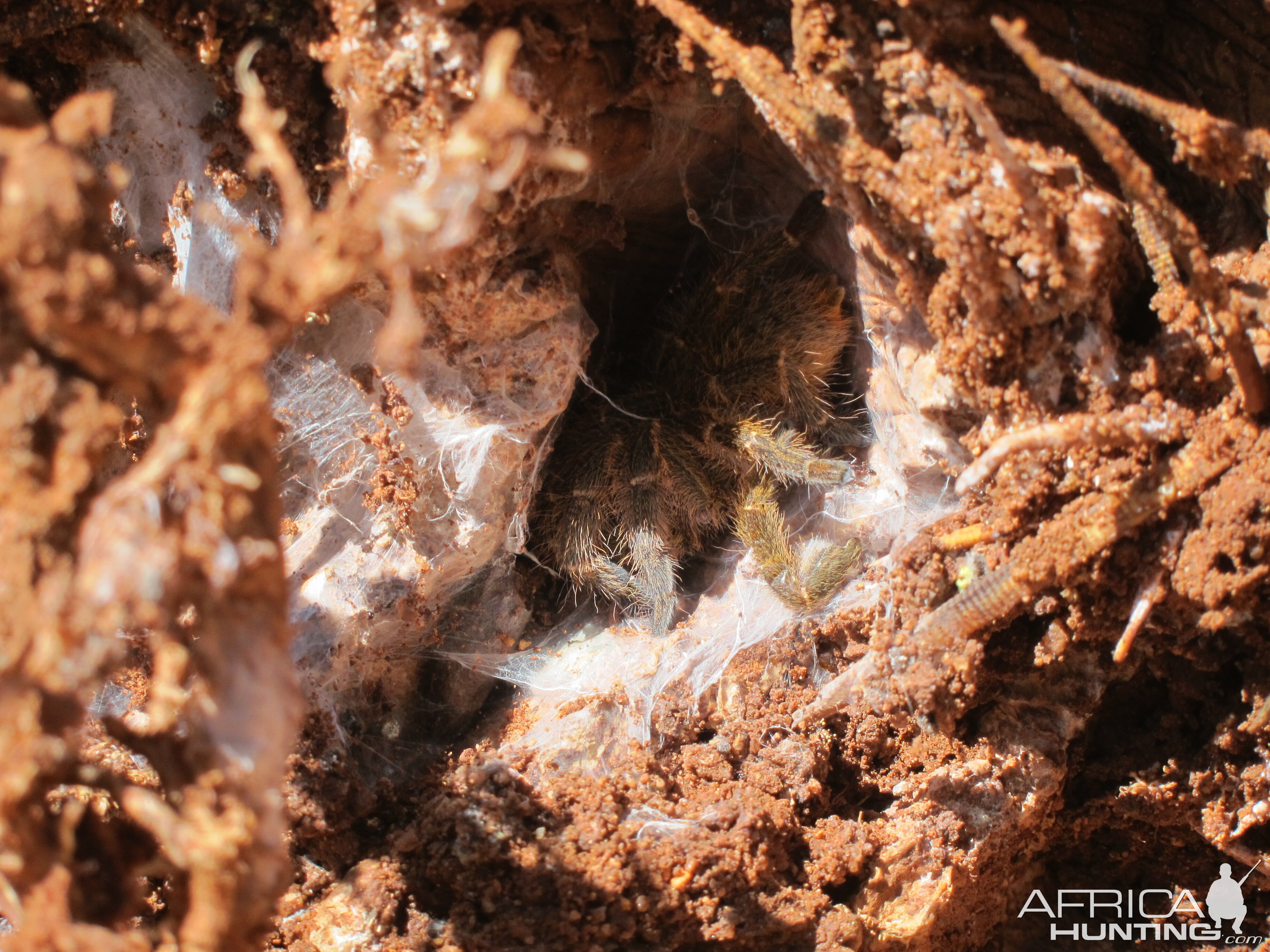 Tarantula Namibia