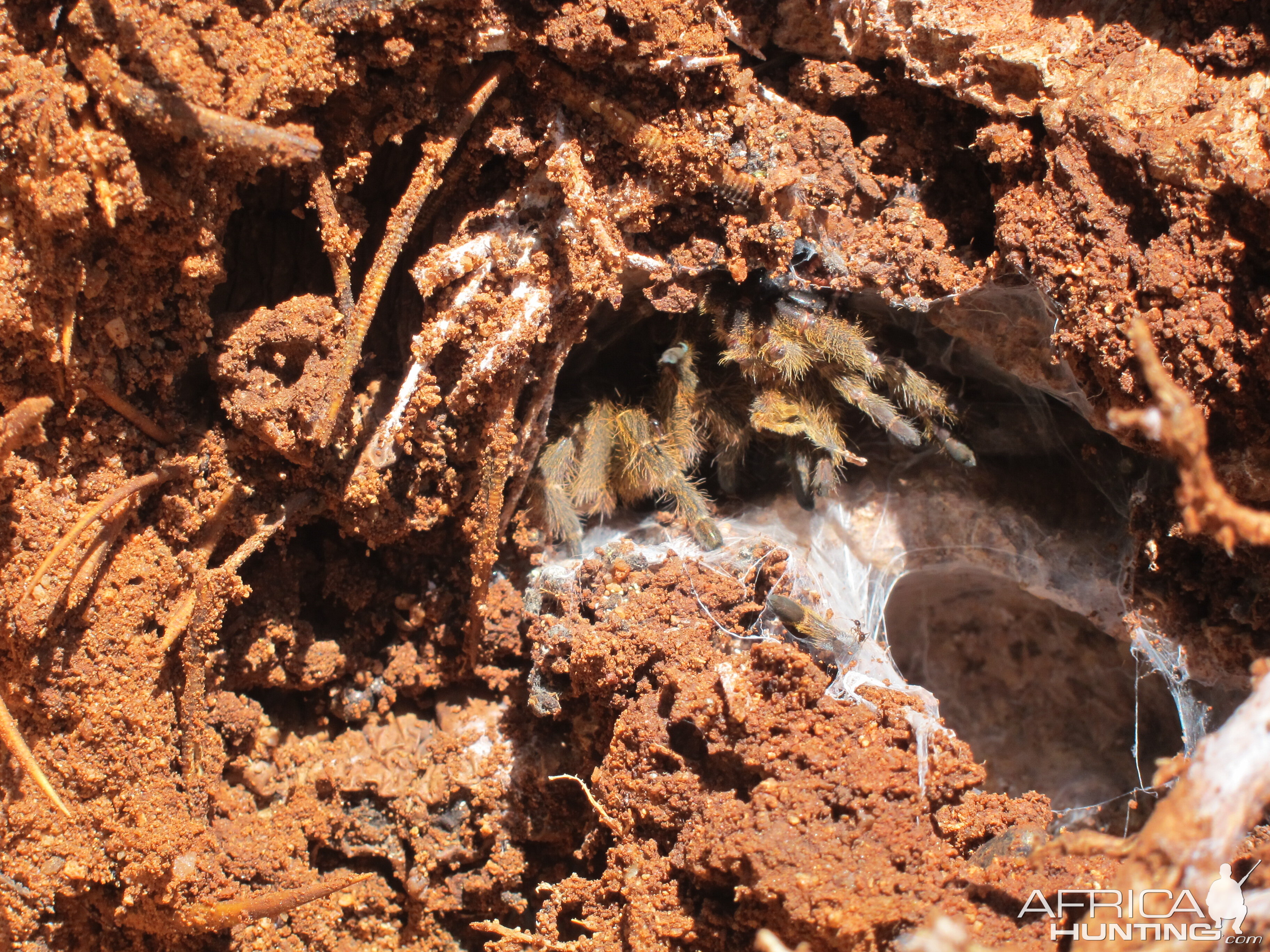 Tarantula Namibia